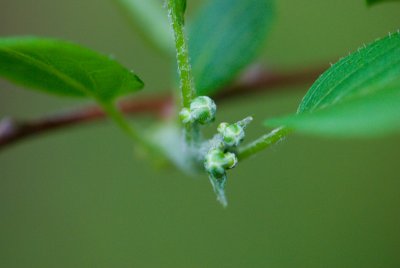 Actinidia arguta 'Issaii' -  aktinídie význačná,  kiwi - květ pupen